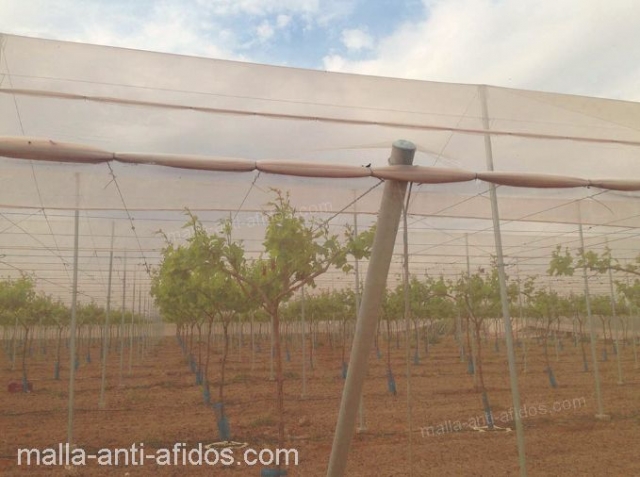 malla anti-áfidos en en cultivo al aire libre